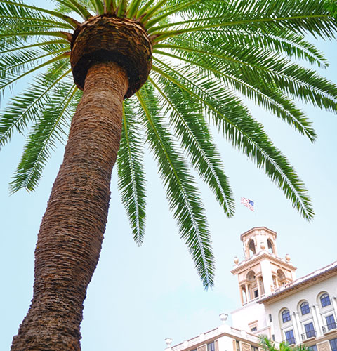 A palm tree at The Breakers 